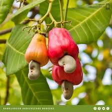 কাজু বাদাম
